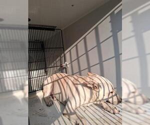 German Shepherd Dog-Unknown Mix Dogs for adoption in Houston, TX, USA