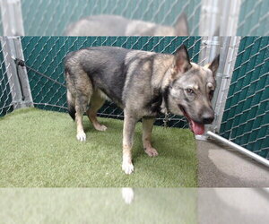 Gerberian Shepsky Dogs for adoption in Downey, CA, USA