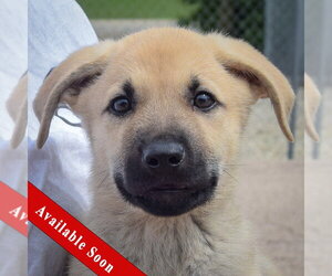 Anatolian Shepherd-German Shepherd Dog Mix Dogs for adoption in Huntley, IL, USA