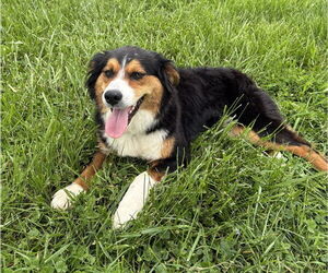Australian Shepherd Dogs for adoption in Sistersville, WV, USA