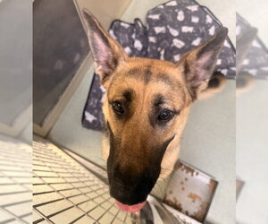 German Shepherd Dog Dogs for adoption in Placerville, CA, USA