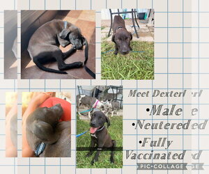 American Pit Bull Terrier-Labrador Retriever Mix Dogs for adoption in Oakhurst, NJ, USA