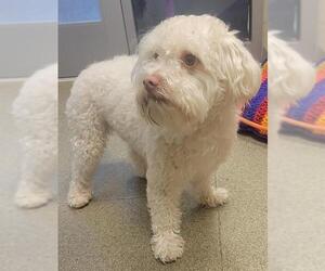 Maltipoo Dogs for adoption in West Valley, UT, USA