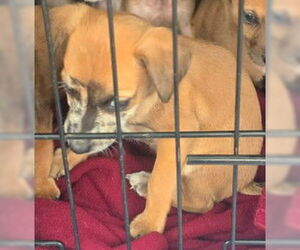 Aussiedox Dogs for adoption in Frankenmuth, MI, USA