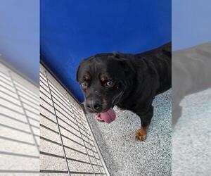 Rottweiler Dogs for adoption in Palmetto, FL, USA