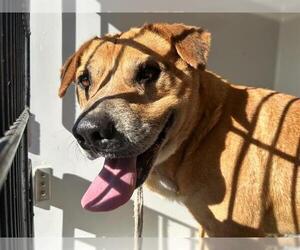 Labrador Retriever-Unknown Mix Dogs for adoption in Houston, TX, USA