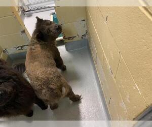 Chow Chow Dogs for adoption in Tulsa, OK, USA