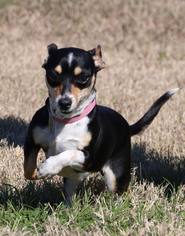 Jack-Rat Terrier Dogs for adoption in Montpelier, VT, USA
