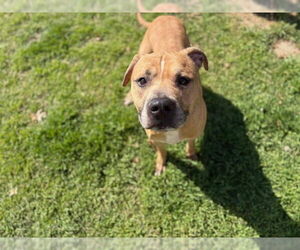 American Pit Bull Terrier-Unknown Mix Dogs for adoption in Tulsa, OK, USA