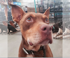 American Staffordshire Terrier-Unknown Mix Dogs for adoption in Decatur, GA, USA