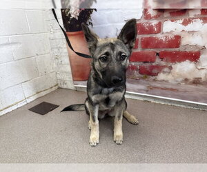 German Shepherd Dog Dogs for adoption in San Bernardino, CA, USA