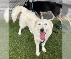 Golden Pyrenees Dogs for adoption in Baytown, TX, USA