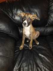 Medium Photo #1 Chihuahua-Unknown Mix Puppy For Sale in Mundelein, IL, USA