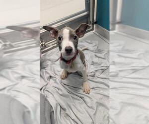 American Pit Bull Terrier-Unknown Mix Dogs for adoption in Oklahoma City, OK, USA