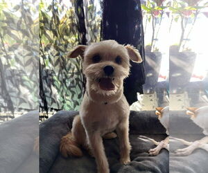 Maltese-Unknown Mix Dogs for adoption in Menifee, CA, USA