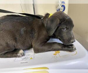 Labrador Retriever-Unknown Mix Dogs for adoption in Visalia, CA, USA