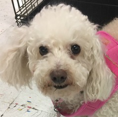 Poodle (Miniature) Dogs for adoption in League City, TX, USA