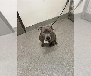 Mutt Dogs for adoption in Louisville, KY, USA