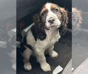 Cocker Spaniel-Unknown Mix Dogs for adoption in Grafton, WI, USA