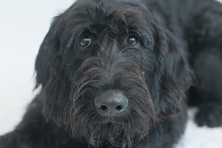 Labradoodle Dogs for adoption in St. Louis Park, MN, USA