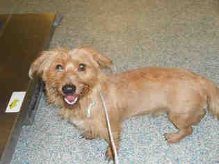 Silky Terrier Dogs for adoption in Long Beach, CA, USA