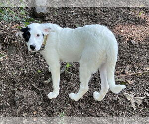 Mutt Dogs for adoption in Garden City, NY, USA