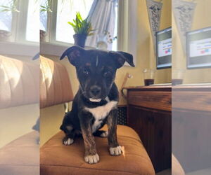 Mutt Dogs for adoption in Fort Collins, CO, USA