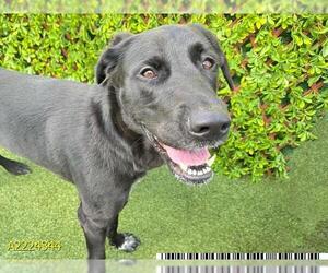 Great Dane-Labrador Retriever Mix Dogs for adoption in West Palm Beach, FL, USA
