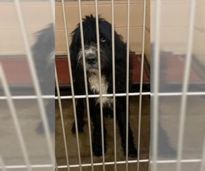 Saint Berdoodle Dogs for adoption in Williamson, WV, USA