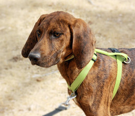 Plott Hound Dogs for adoption in Albuquerque, NM, USA
