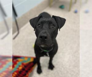 Labrador Retriever Dogs for adoption in Brighton, CO, USA