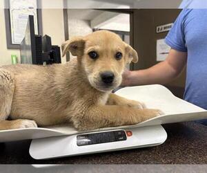 German Shepherd Dog-Unknown Mix Dogs for adoption in Camarillo, CA, USA