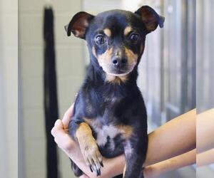 Dachshund-Unknown Mix Dogs for adoption in San Antonio, TX, USA