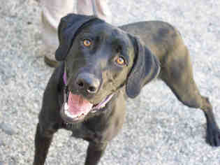 Labrador Retriever Dogs for adoption in Santa Rosa, CA, USA