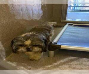 Shih Tzu Dogs for adoption in Georgetown, TX, USA