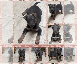 Retriever -Unknown Mix Dogs for adoption in Mesa, AZ, USA