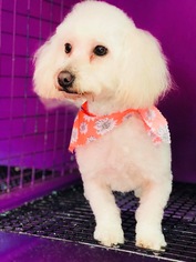 Poodle (Miniature)-Unknown Mix Dogs for adoption in Littleton, CO, USA