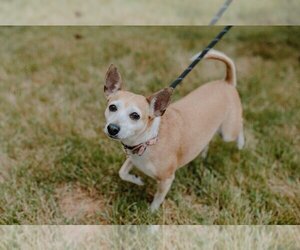 Chihuahua-Unknown Mix Dogs for adoption in Muskegon, MI, USA