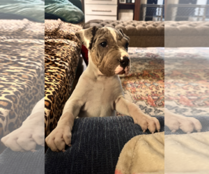 Chinese Shar-Pei-Unknown Mix Dogs for adoption in Wakefield, RI, USA