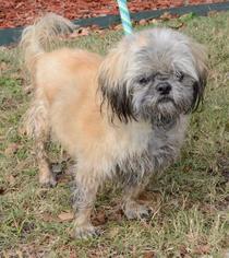 Shih Tzu Dogs for adoption in Little Rock, AR, USA