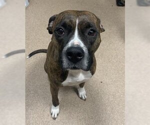 Boxer-Unknown Mix Dogs for adoption in Saginaw, MI, USA