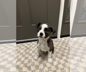 Boxador Dogs for adoption in SHERBURNE, NY, USA