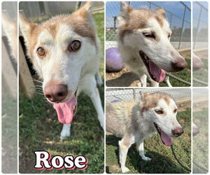 Huskies -Unknown Mix Dogs for adoption in Pierceton , IN, USA