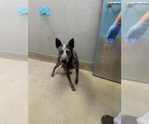 Australian Shepherd-Unknown Mix Dogs for adoption in Las Vegas, NV, USA