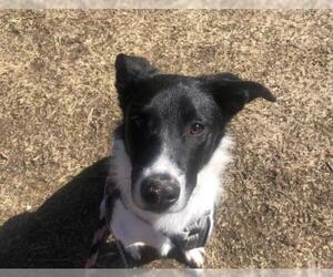 Border Collie Dogs for adoption in Stroudsburg, PA, USA