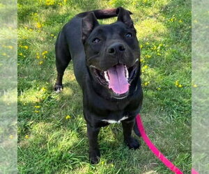 Mutt Dogs for adoption in Minneapolis, MN, USA