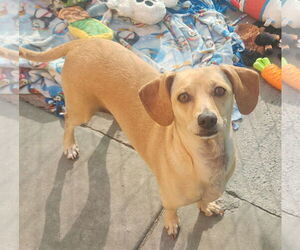 Dachshund-Unknown Mix Dogs for adoption in Mission Viejo, CA, USA