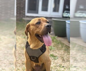 Mastiff-Unknown Mix Dogs for adoption in New York, NY, USA