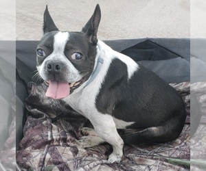 Boston Terrier Dogs for adoption in Jackson, TN, USA
