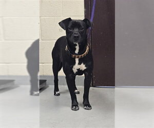 Mutt Dogs for adoption in Fayetteville, NC, USA